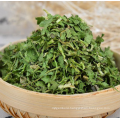 High quality dehydrated coriander 10*10mm